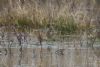 Water Pipit at Vange Marsh (RSPB) (Mike Bailey) (66697 bytes) Water Pipit at Vange Marsh (RSPB) (Mike Bailey) (66697 bytes)